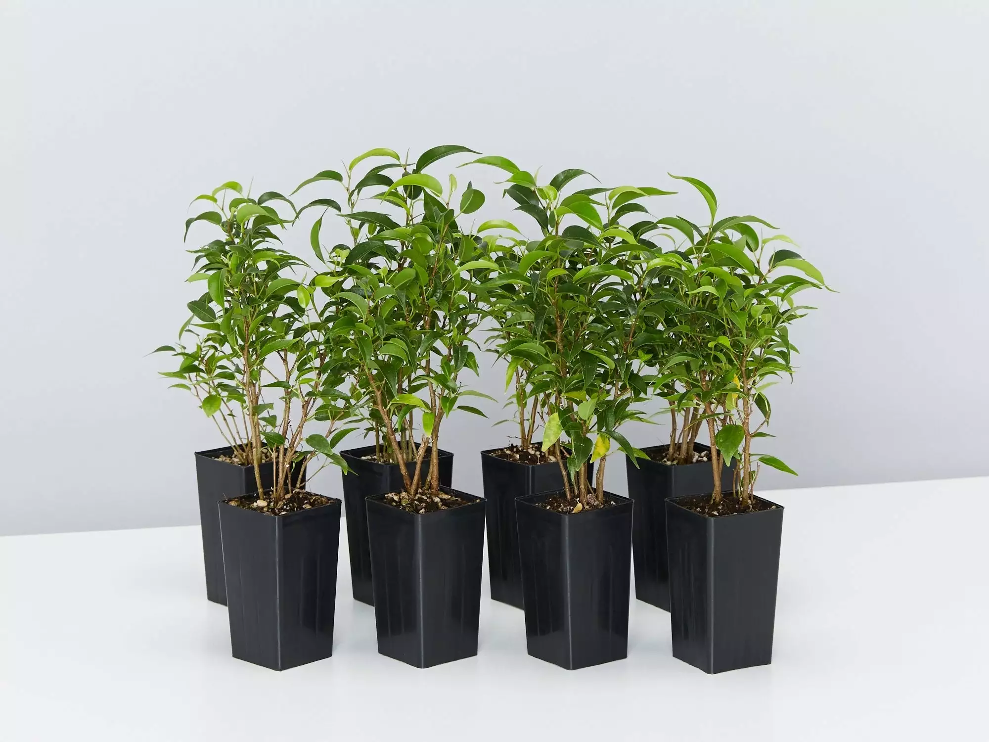 Ficus Benjamina Natasja 3 Ficus Benjamina Natasja