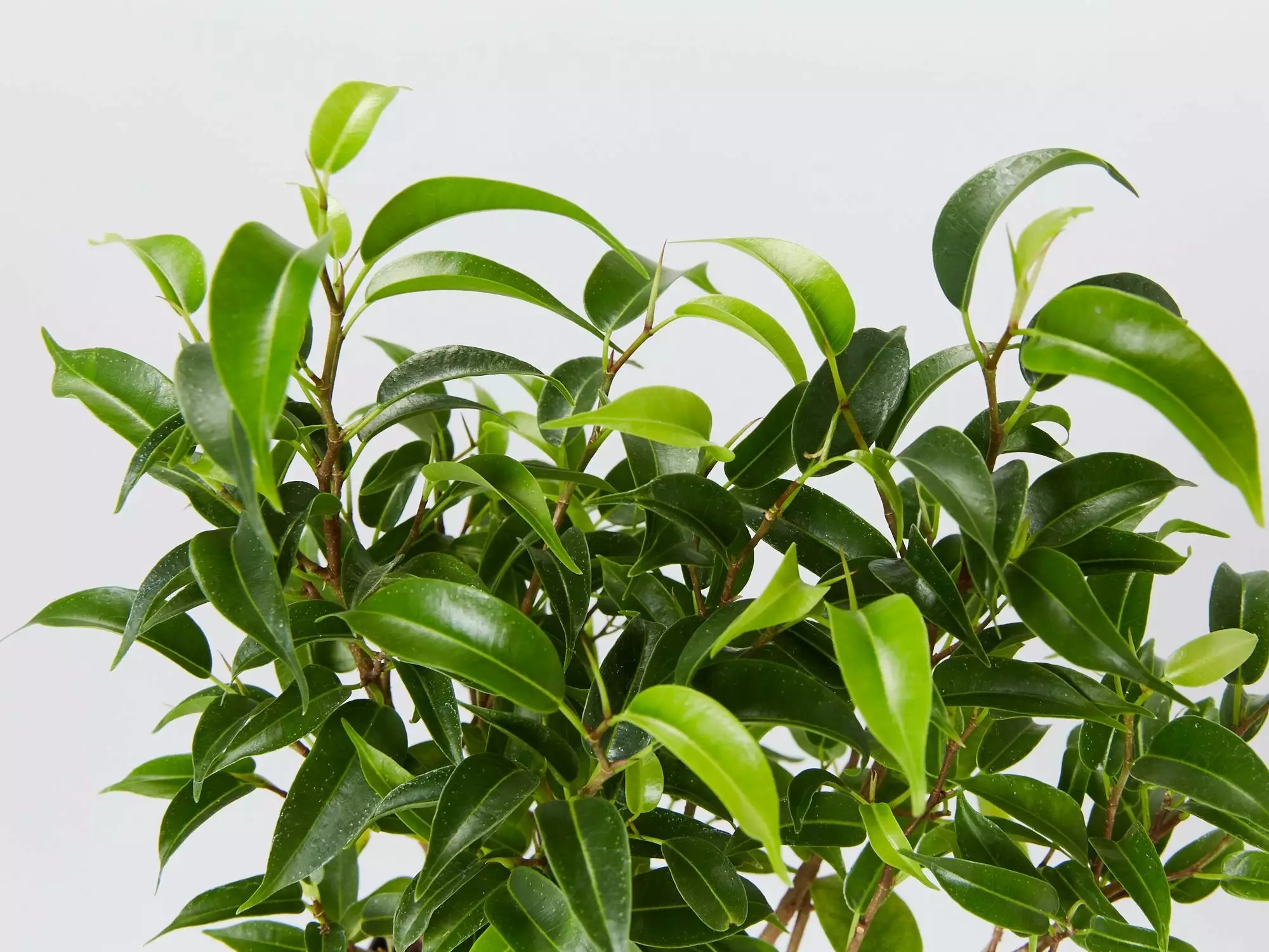 Ficus Benjamina Natasja 4 Ficus Benjamina Natasja - Image 2