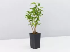Ficus Benjamina Natasja 8 Ficus Benjamina Natasja -Plants in a Box Sales Shop FicusNatasja single 92c4eb73 2a01 4df8 8b8c 7a7b5ab83647