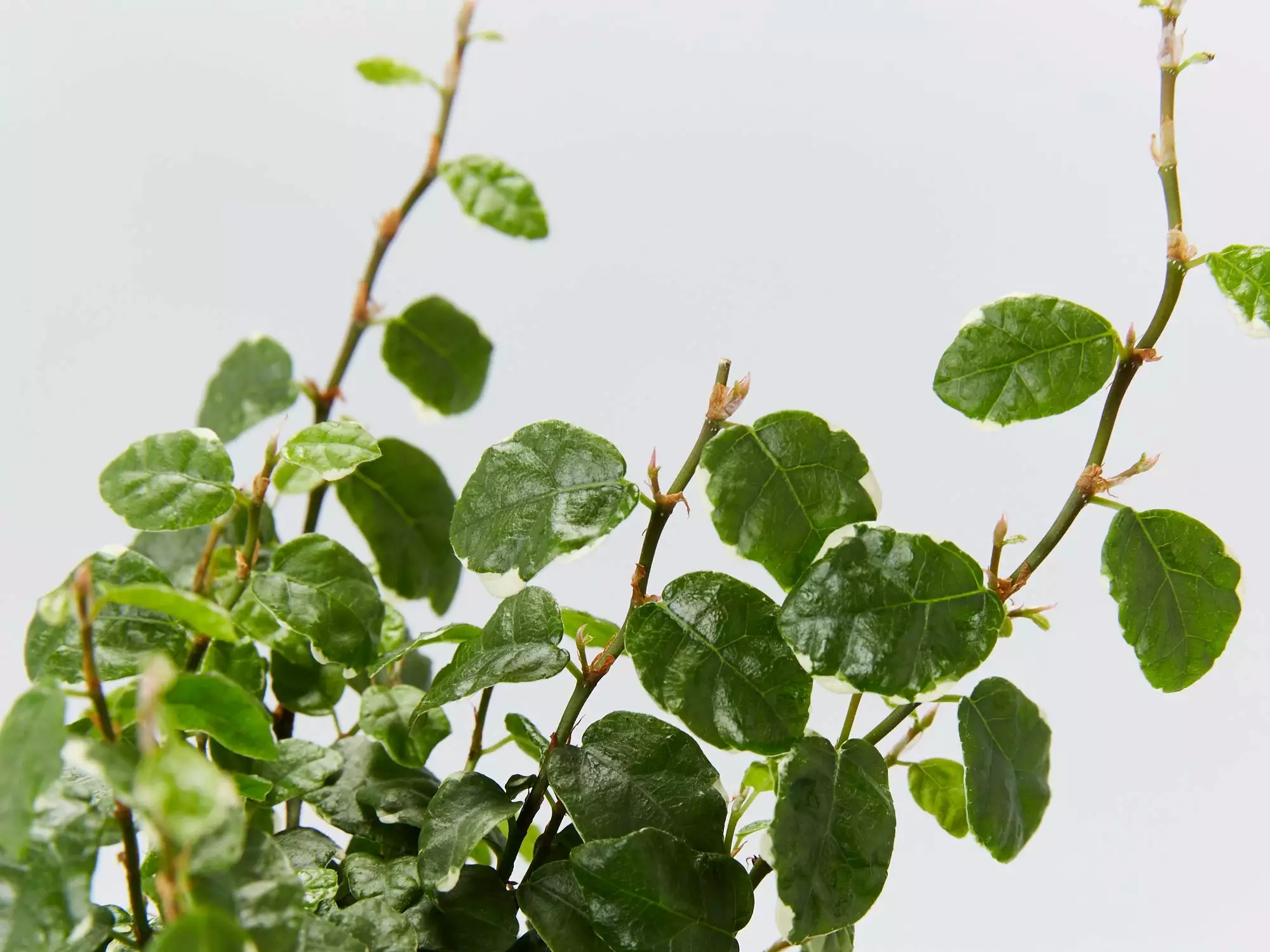 Ficus Pumila Ice Caps Creeping Fig - With Pot 4 Ficus Pumila Ice Caps Creeping Fig - With Pot - Image 2
