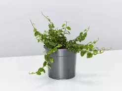 Ficus Pumila Ice Caps Creeping Fig - With Pot