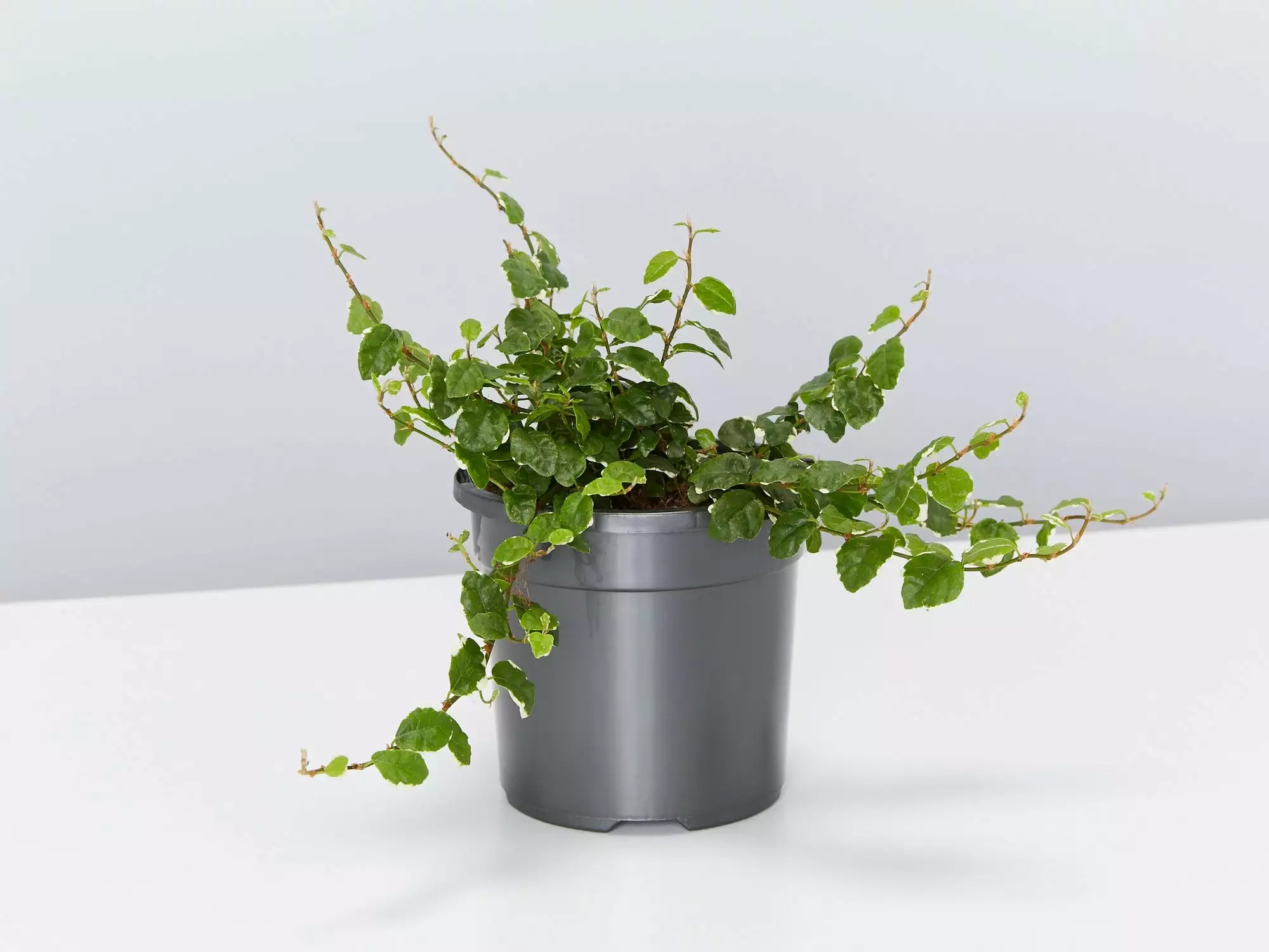 Ficus Pumila Ice Caps Creeping Fig - With Pot 3 Ficus Pumila Ice Caps Creeping Fig - With Pot