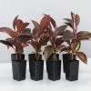 Ficus Elastica Ruby Variegated Rubber Tree -Plants in a Box Sales Shop FicusRuby 8 plants 43733ae1 1593 4489 91d1 6af17ed6e60c