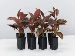 Ficus Elastica Ruby Variegated Rubber Tree