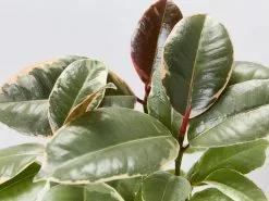Ficus Elastica Tineke - 85mm -Plants in a Box Sales Shop FicusTineke detail