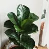 Ficus Lyrata - 85mm -Plants in a Box Sales Shop FiddleLeafFig a125c4be e367 4af5 9c95 23f7140045bd