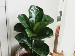 Ficus Lyrata - 85mm