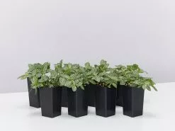 Fittonia Starlight - Green