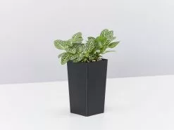 Fittonia Starlight - Green -Plants in a Box Sales Shop FiioniaVerchaffeltiiStarlight single 793aa056 eb2c 44b6 8a2d 195af77e77a1