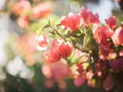Assorted Box Of Bougainvillea -Plants in a Box Sales Shop Fiji boganvilla f350321f 83b6 417a 9a65 c3e568df0311