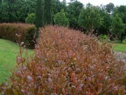 Australian Native Mixed Pack -Plants in a Box Sales Shop Firescreen Lilly Pilly New Foliage 1080x a71f3a41 3275 463a 8518 7fa2b1e62875
