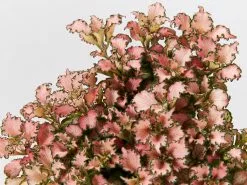 Fittonia Pink Anne -Plants in a Box Sales Shop FittoniaAlbivenisPinkAnne detail 7a9bca93 67d1 45ad 8c1b ecc19b771cb8