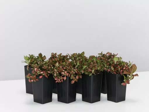 Fittonia Jungle Flame - Red -Plants in a Box Sales Shop FittoniaJungleFlame 8plants d043f1e0 e7ee 4d24 849f 7ba2182c9d3f