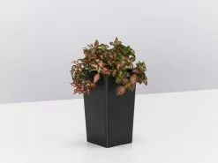 Fittonia Jungle Flame - Red -Plants in a Box Sales Shop FittoniaJungleFlame single 8ee12320 366a 43a3 b1b1 5142563f0051