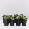 Fittonia Lovers - Green -Plants in a Box Sales Shop FittoniaVerschaffettiiLovers 8plants 572a31a9 5593 47a5 92db 6fcc2093a58a