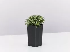 Back-To-School Classroom Box - Indoor Plants -Plants in a Box Sales Shop FittoniaVerschaffettiiLovers single 181de85f 35cb 4a83 aa60 7208ec80f0f3