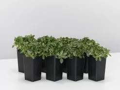 Fittonia White Angel - Green