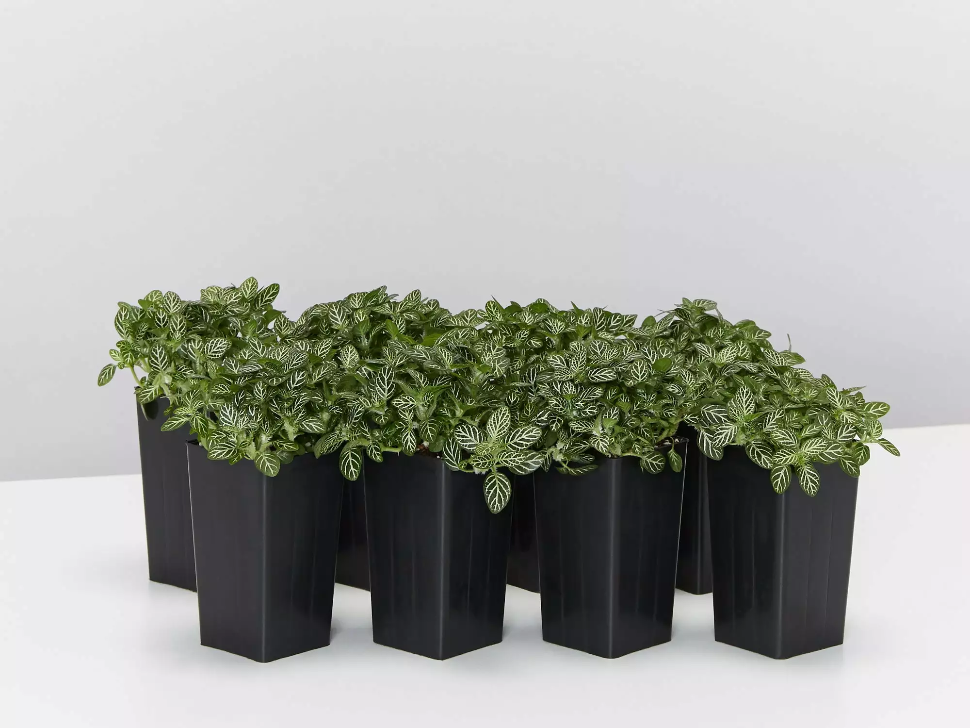 Fittonia White Angel - Green 3 Fittonia White Angel - Green