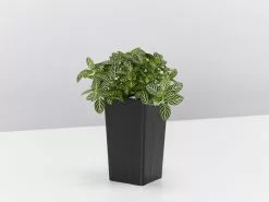 Fittonia White Angel - Green 8 Fittonia White Angel - Green -Plants in a Box Sales Shop FittoniaWhiteAngel single 98b32000 4fa1 4dc0 871b a2580f5c0f6c