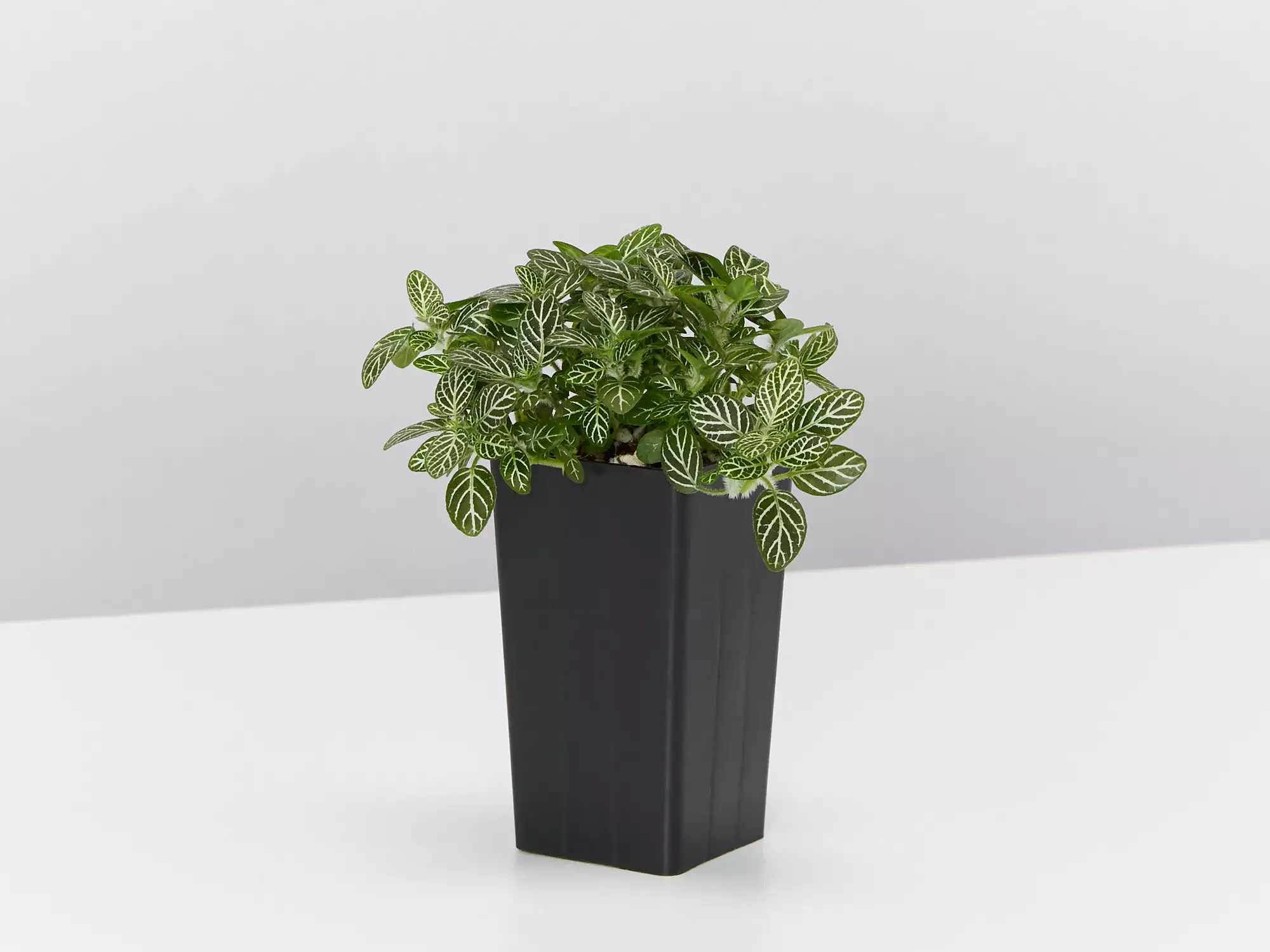 Fittonia White Angel - Green 5 Fittonia White Angel - Green - Image 3