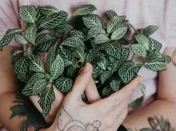 Assorted Box Of Nerve Plants - Large -Plants in a Box Sales Shop Fittonia Pixels