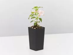 Fuchsia X Hybrida Charm Neon White -Plants in a Box Sales Shop FuchsiaCharmNeonWhite single 1575b7df 049b 4cf5 bbe9 8c1c235eedc1