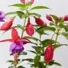 Fuchsia Magellanica Charm Rose Purple -Plants in a Box Sales Shop FuchsiaRosePurple detail cd6110e9 a14f 4064 8c39 8461f4857827