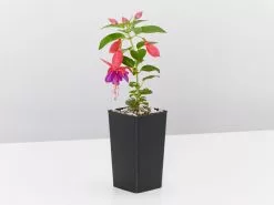 Fuchsia Magellanica Charm Rose Purple -Plants in a Box Sales Shop FuchsiaRosePurple single 6919b60f b5f3 4797 ad00 a9ca7e941809