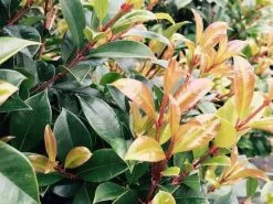 Syzygium Resilience Lilly Pilly Hedging Pack - Best Seller -Plants in a Box Sales Shop FullSizeRender 12 copy 600x480 110a621e d09a 43ef aad0 d81df47f85cb