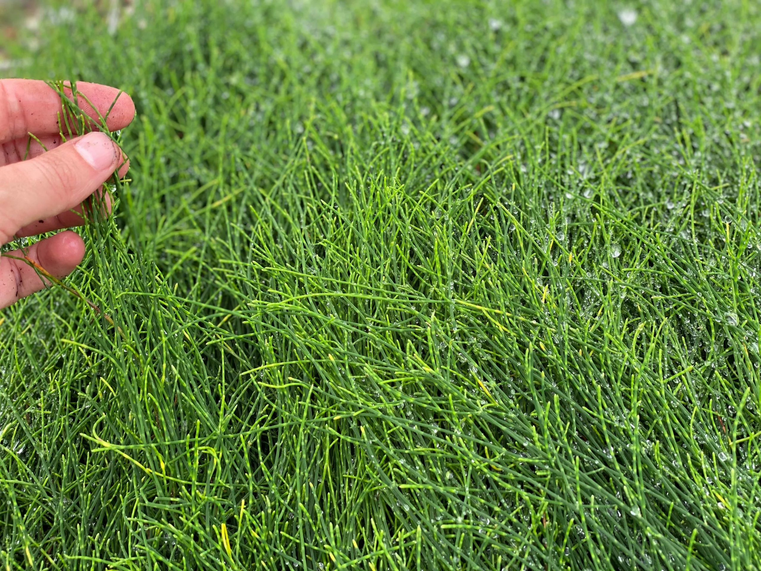 Casuarina Glauca Prostrate 'Cousin It' 8 Casuarina Glauca Prostrate 'Cousin It' - Image 6