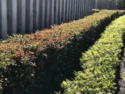 Syzygium Resilience Lilly Pilly Hedging Pack - Best Seller -Plants in a Box Sales Shop FullSizeRender 16 6f4379a5 d982 4ffe b227 425f78e8a0a1