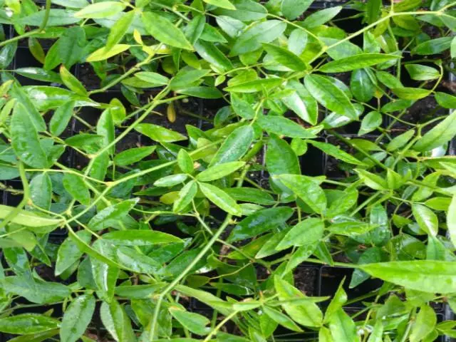 Rosa Banksiae Lutea 7 Rosa Banksiae Lutea - Image 5