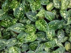 Aglaonema - Eileen Tinged Pink -Plants in a Box Sales Shop FullSizeRender 5 f0d44976 a824 4f02 b3b8 0ab81f69f8c7