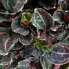 Calathea Roseopicta Dottie -Plants in a Box Sales Shop FullSizeRender 6c0afb51 55d2 4a53 b5ad c6458045d2af