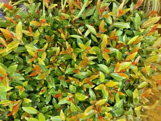 Acmena Smithii 'Firescreen' Lilly Pilly Screening Pack 4 Acmena Smithii 'Firescreen' Lilly Pilly Screening Pack - Image 2