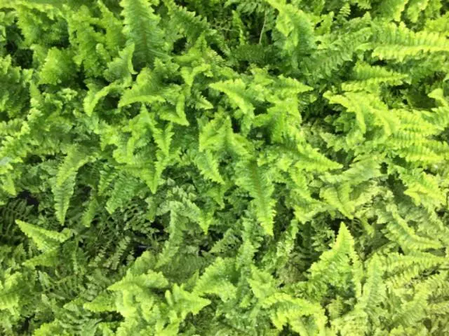 Nephrolepis Exaltata Fluffy Ruffles 6 Nephrolepis Exaltata Fluffy Ruffles - Image 4