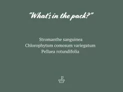 Pet-FriendlyðŸ¶ Indoor Plant Pack - Large -Plants in a Box Sales Shop FurryFriendsIndoorPack 85mm 11