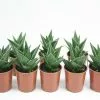 Gasteria Morombe -Plants in a Box Sales Shop GASMOR RS c0103cdc 7415 491b 9cec e4ded341e452