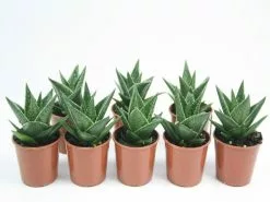 Gasteria Morombe