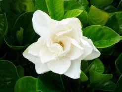 Gardenia Augusta Magnifica -Plants in a Box Sales Shop GarMag50 thumbnail 38b4b1a7 7669 4915 9d37 adb33115418d