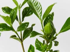 Gardenia Augusta Florida -Plants in a Box Sales Shop GardeniaAugustaFlorida detail 8e97a791 6b1d 4dc2 82f4 f405e492e206