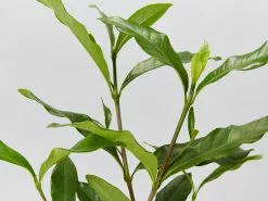 Gardenia Augusta Four Seasons -Plants in a Box Sales Shop GardeniaAugustaFourSeasons detail ec502616 04ce 4ce6 ad18 4155af3eda12