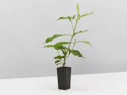 Gardenia Augusta Four Seasons -Plants in a Box Sales Shop GardeniaAugustaFourSeasons single adac0a11 8999 4b71 afb6 b905c42f0772