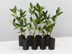 Gardenia Augusta Golden Magic