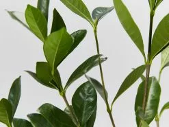 Gardenia Augusta Golden Magic -Plants in a Box Sales Shop GardeniaAugustaGoldenMagic detail 617e1312 0267 4648 8261 0daee51fedf4