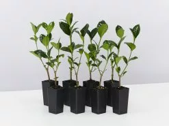 Gardenia Augusta Ocean Pearl