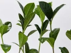 Gardenia Augusta Magnifica -Plants in a Box Sales Shop GardeniaAugustaMagnifica detail e6d0647f 4d51 4ddb a478 e5d77c50f341