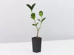 She's All That - The Flowering Plant Pack 12 She's All That - The Flowering Plant Pack -Plants in a Box Sales Shop GardeniaAugustaMagnifica single 1080x 89bc94d0 14d6 4228 a2a7 9d22589069ae