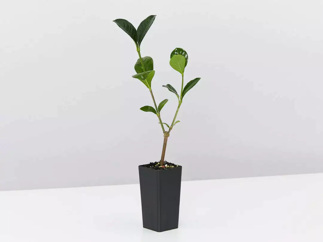 She's All That - The Flowering Plant Pack 5 She's All That - The Flowering Plant Pack - Image 3