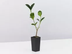 Gardenia Augusta Magnifica -Plants in a Box Sales Shop GardeniaAugustaMagnifica single 7113826a a1d1 4990 b86b d3eeebedb434